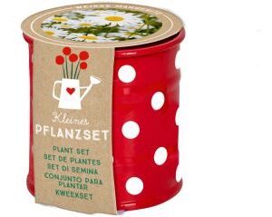 Kleines Pflanzset Weiße Margerite - Fröhliche Tupfen